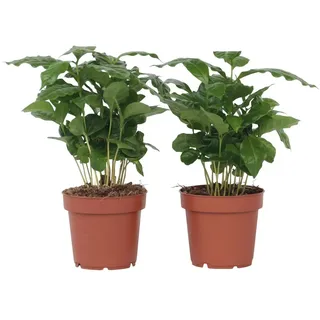 Plant in a Box - Coffea arabica - Höhe 25-40cm