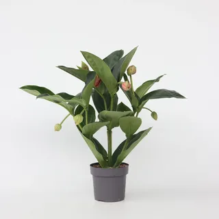 Plant in a Box - Medinilla magnifica - Höhe 55-60cm - Topf 17cm