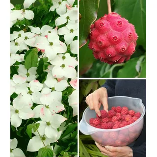 BALDUR Garten 1x Japanischer Blumen-Hartriegel, Pflanze im 2 Liter-Topf, reife Früchte essbar, Cornus kousa, winterhart, blühend, essbare Frücht...