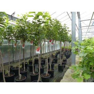 grünwaren Kaki Baum 160-180 cm Sorte "Rojo Brilliante" Kakipflaume Pflanze