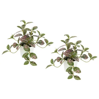 I.GE.A. Künstliche Zimmerpflanze mini Aucuba im Topf Pflanze", Seidenblumen Hängepflanzen rankende Blattpflanze hängend Grünpflanzen Efeu Kletterpflanze Kunstpflanzen, Topfpflanzen Kunstblumen Büropflanze