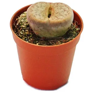 EXOTENHERZ Lithops Lebender Stein im 5,5cm Topf