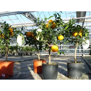 gruenwaren jakubik Citrus Yuzu 70-80 cm, Zitronenbaum Zitrone, japanische Zitrone, winterhart