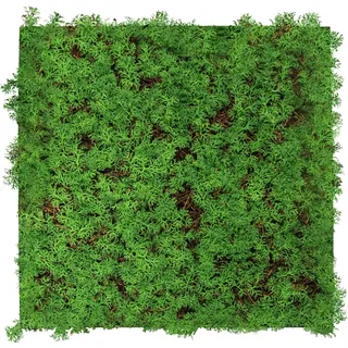 52 x 52 cm thuja tea tree