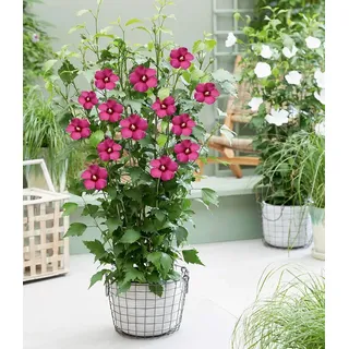 BALDUR Garten 1x Hibiskus 'Flower Tower Ruby®', Pflanze im 9x9 cm-Topf, säulenförmiger Wuchs, lange Blütezeit, bienen- und schmetterlingsfreundlich, winterhart bis -25 °C, mehrjährig & pflegeleicht