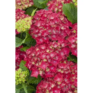 PlantaPro Hydrangea macrophylla 'Royal Red' 30-40 cm – Winterhart, Mehrjährig, Pflegeleicht – Bauernhortensie – Zierstrauch für Beet & Kübel