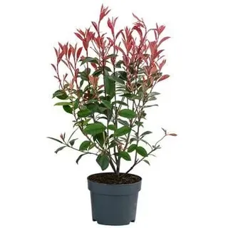 Glanzmispel 'Carre Rouge', Grün, Rot