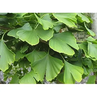 Frauenhaarfarn Fossil Baum Gingko Ginkgo Biloba Bonsai Samen, Profi-Pack 5 Samen / Pack, Gelb Zier Blätter E3326
