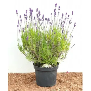 pflanzen-für-dich.de Lavandula angustifolia, Echter Lavendel, 2 Liter Container
