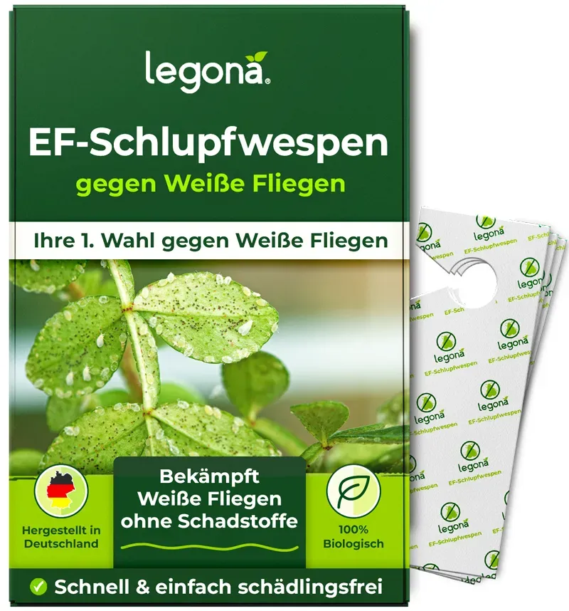 EF-Schlupfwespen gegen Weiße Fliegen