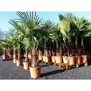 grünwaren XXL Palme winterhart 180 cm Trachycarpus fortunei, Hanfpalme,
