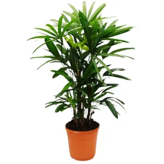 EXOTENHERZ Steckenpalme Rhapis excelsa Bambuspalme 21cm Topf 80-100cm hoch