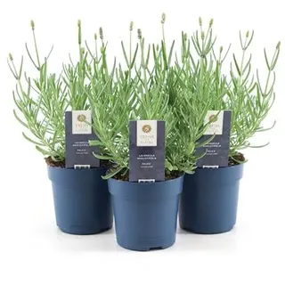 6 Stück Lavandula ang. `Felice White` Staude Lavendel Weißer Lavendel