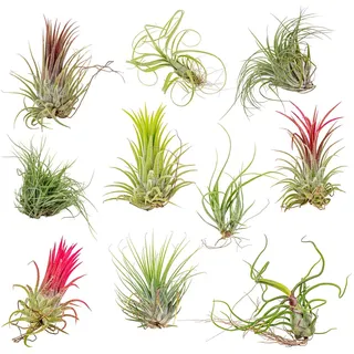 Bloomique - 10er Mix - Tillandsia - Tillandsien - Luftpflanzen Echt - Sehr Pflegeleicht - Höhe 5-15 cm