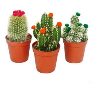 EXOTENHERZ Kakteen-Set 3 verschiedene Pflanzen im 5,5cm Topf mit bunten Strohblüten