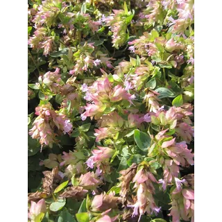 Hopfen-Oregano Dingle Fairy - Origanum rotundifolium