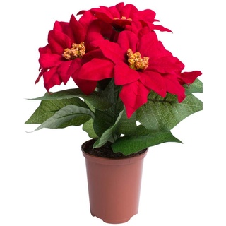 Flora-Seta GmbH künstliche Poinsettie (Weihnachtsstern) mit 6 samtigen Blüten in braunem Kunststofftopf (rot)