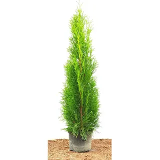 pflanzen-für-dich.de Thuja occidentalis 'Smaragd' 80–100 cm 2 Liter Container