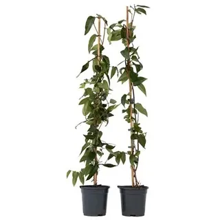 PFLANZENFREUND Geißblatten Lonicera Höhe ca. 110-120cm 2 Pflanzen