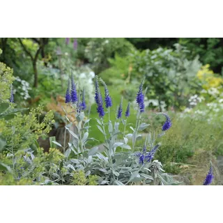Pflanzen Für Dich Veronica spicata ssp.inc.'Silbersee', gen. P 0,5