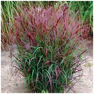 5 x Panicum virgatum 'Squaw' im 1 Liter Topf (Ziergras/Gräser/Winterhart/Mehrjährig/Staude/Stauden) Feuerrote Rutenhirse - Ziergras mit leuchtendem Farbenspiel - von Stauden Gänge