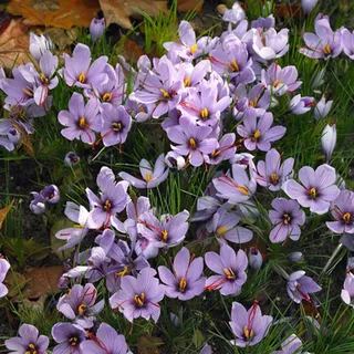 Bloomique - Mischung aus 40 - Crocus Sativus - Safrankrokus - Blau - Blumenzwiebeln - Herbstblüher - Mehrjährige Pflanzen - Wird 5-10 cm groß