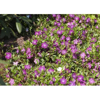 Vinca minor 'Rubra' Rotblühendes Immergrün Bodendecker mit roten Blüten im Topf gewachsen (1 Stück)