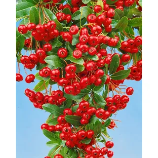 Pflanzen Für Dich Pyracantha 'Red Column' Feuerdorn, leuchtend rot, 80–100 cm