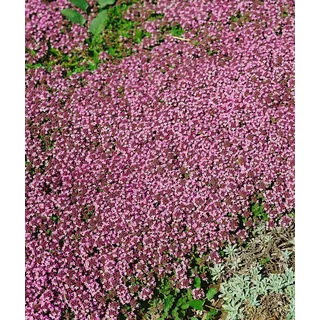 Pflanzen Für Dich Thymus serpyllum 'Pink Chintz' p 0,5