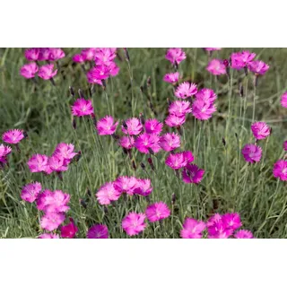 Pflanzen Für Dich Dianthus 'Feuerhexe', Nelke, leuchtend rosa, ca. 9x9 cm Topf