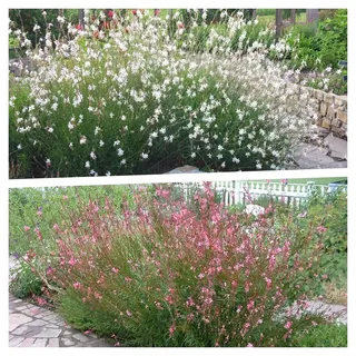 Stauden Gänge 2 x Gaura lindheimeri Kollektion (Stauden/Staude/Winterhart/Mehrjährig) Prachtkerze Weiß und Rosa - Dauerblüher - Zwei Sorten, ein harmonisches Blütenmeer