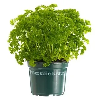 Bioland Petersilie 'Mooskrause', Grün