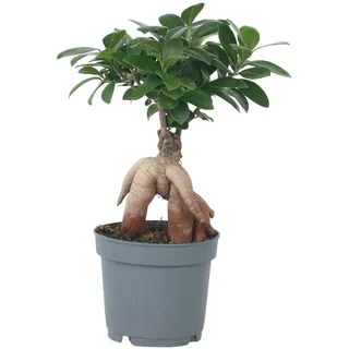 Plant in a Box - Ficus Ginseng Topf 12cm