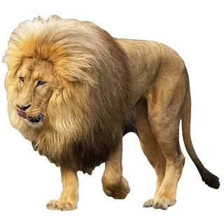 1art1 Löwen Der König des Dschungels Wand-Tattoo | Deko Wandaufkleber für Wohnzimmer Kinderzimmer Küche Bad Flur | Wandsticker für Tür Wand Möbel/Schrank 80x72 cm