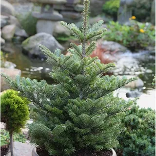 die nr-01.de Koreatanne Molli 30-40cm - Abies koreana