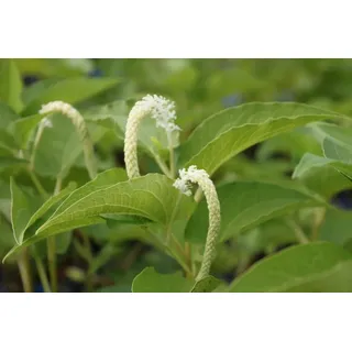 WASSERPFLANZEN WOLFF - Saururus cernuus - Molchschwanz - Eidechsenschwanz, weiß - QUALITÄTSSTAUDE im 9er Topf - winterhart -