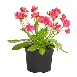 Porzellanröschen, verschiedene Sorten, Gelb, Orange, Pink, Rosa, Weiß