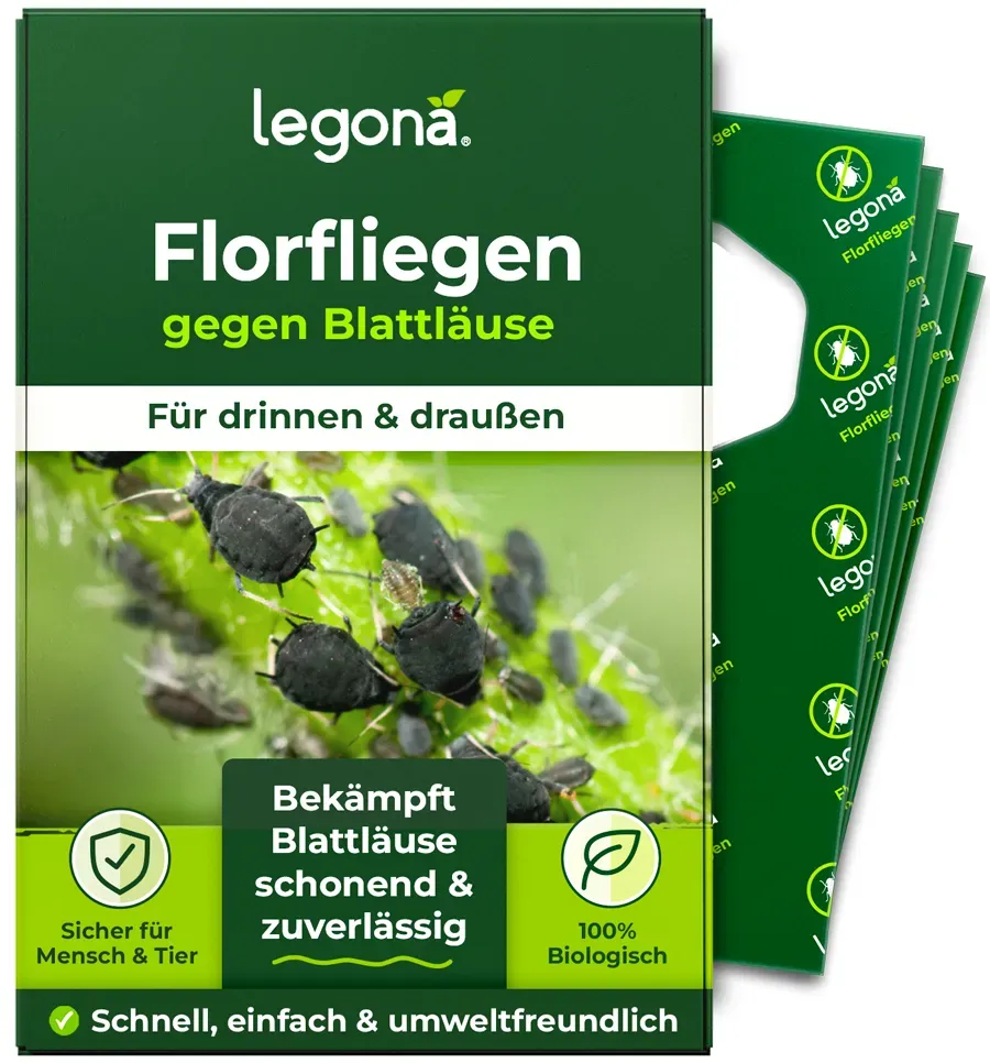 Florfliegenlarven gegen Blattläuse und Thripse