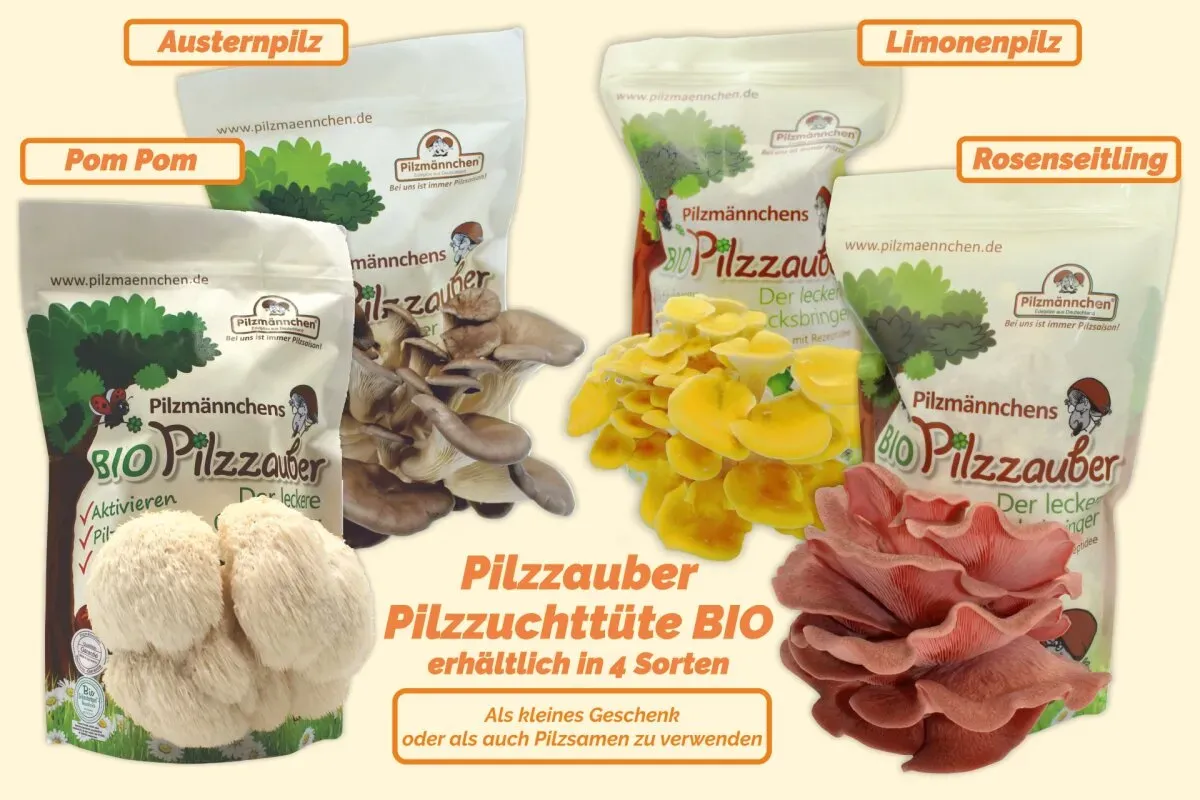 Pilzzauber Pilzzuchttüte Bio