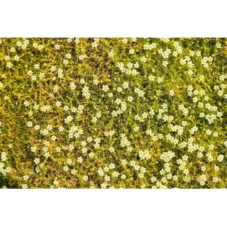 Pflanzen für Dich Staude Sagina subulata Aurea, 1 St., Sternmoos, Pfriemen-Mastkraut weiß