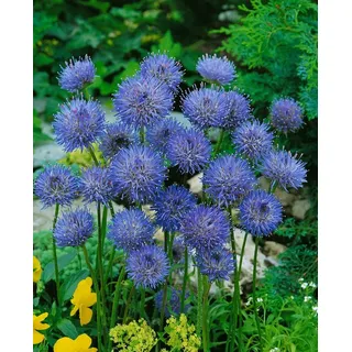 Pflanzen für Dich Staude Jasione laevis Blaulicht, 1 St., Sandrapunzel, Blaue Graskugel, Blaue Gänsekresse blau