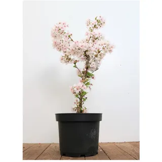 Pflanzen Für Dich Prunus incisa 'Mikinori', Zierkirsche, rosa Blüten, 40–60 cm