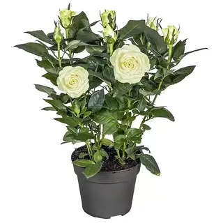 Piardino Topfrose Patio Hit  (Rosa Hybride, Topfgröße: 13 cm, Blütenfarbe: Weiß)
