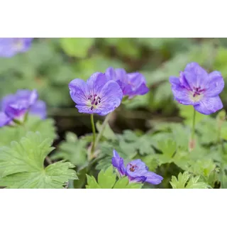Pflanzen für Dich Staude Geranium wallichianum Rozanne, 1 St., Storchschnabel, Rozanne-Storchschnabel blau