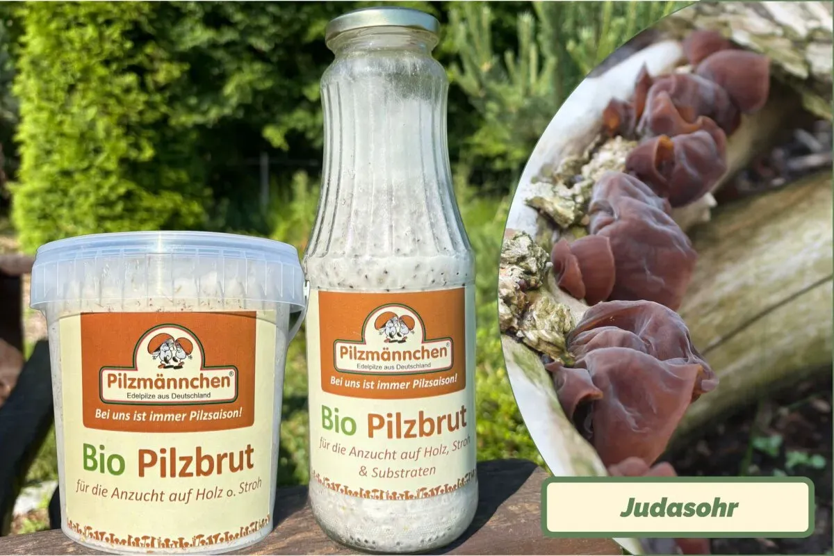 Neu! Judasohr-Pilzbrut Bio 1 Liter