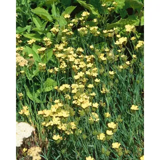 Pflanzen Für Dich Dianthus knappii, Nelke, ca. 9x9 cm Topf