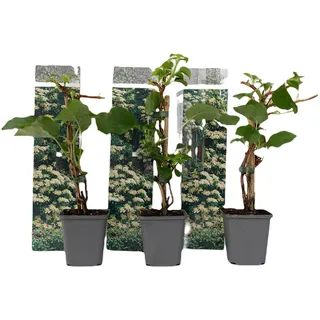 Plant in a Box - Hydrangea petiolaris - Höhe 25-40cm