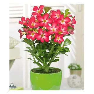 BALDUR Garten Wüsten-Rose 'Rot', 1 Pflanze, Adenium obesum Zimmerpflanze blühend Zimmerpflanze, mehrjährig - frostfrei halten, pflegeleicht, Wasserbedarf gering, blühend