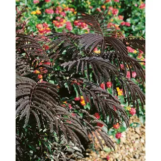 Pflanzen Für Dich Albizia julibrissin 'Evey's Pride', Seidenbaum, 40–60 cm, rosa Blüten