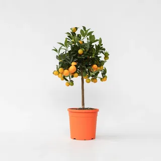 Plant in a Box - Orangenbaum - Citrus mitis 'Calamondin' - Höhe 55-65cm - Topf 19cm